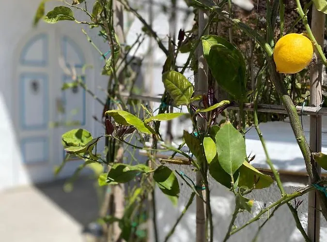 Marecoco Forio di Ischia
